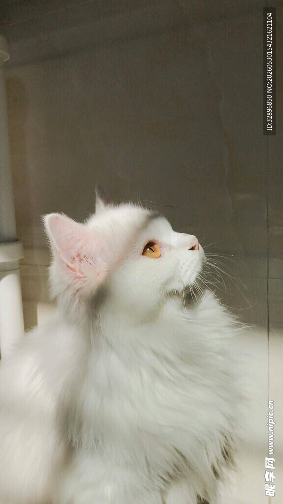 戴粉帽的可爱白毛猫咪