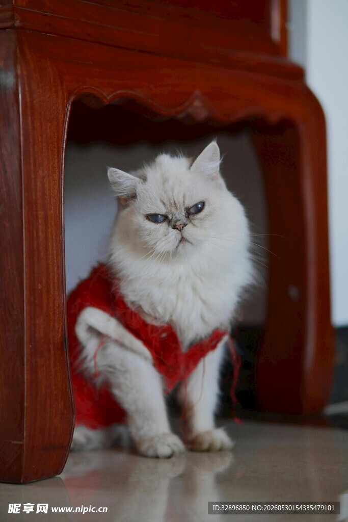 穿红衣的可爱猫咪躲桌下