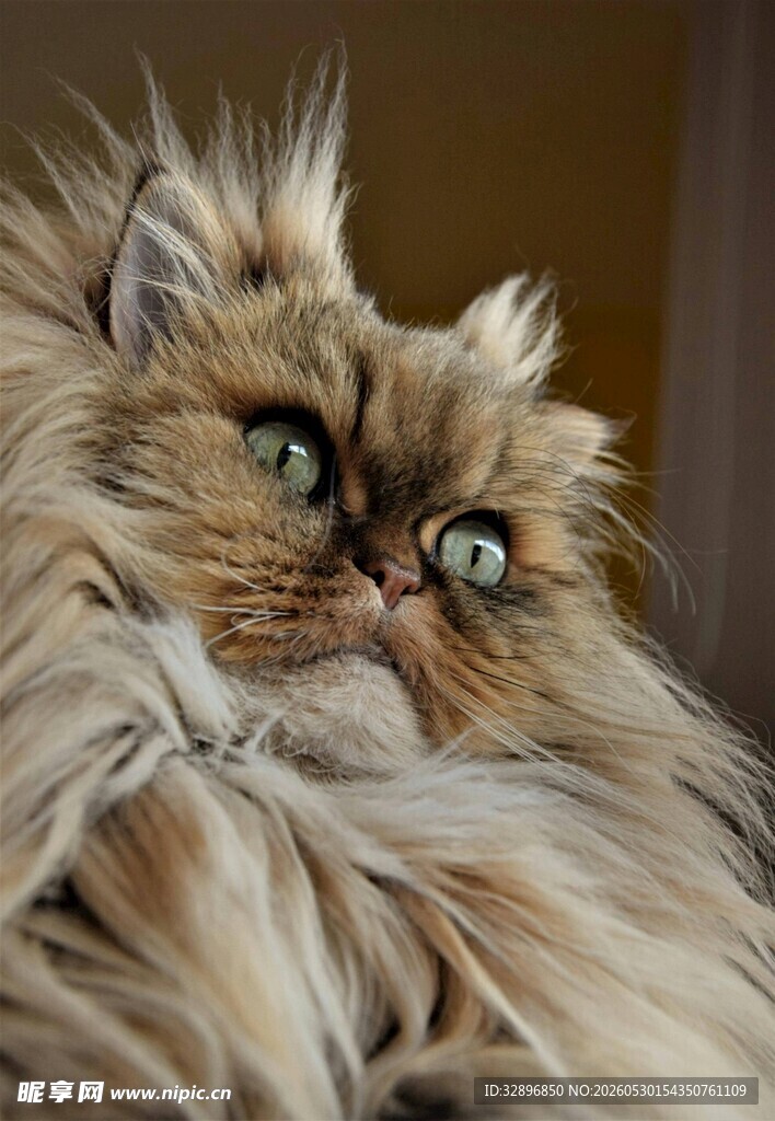 长毛猫咪的可爱侧颜