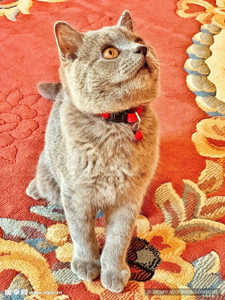 可爱猫咪端坐彩色地毯上