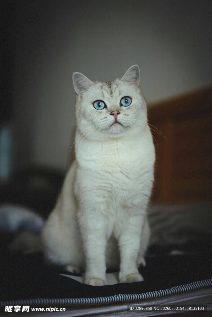 白色萌猫端坐