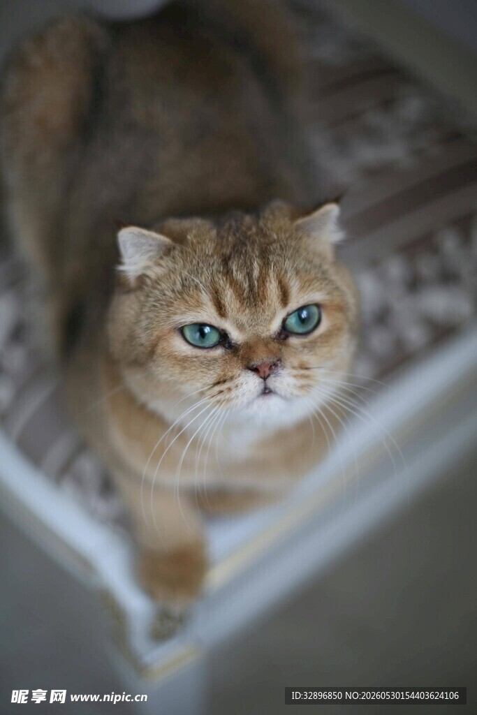 可爱金渐层猫咪趴卧