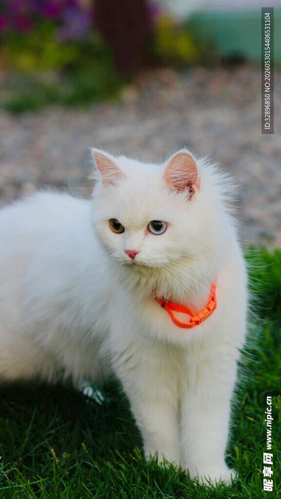 草地上的白色猫咪