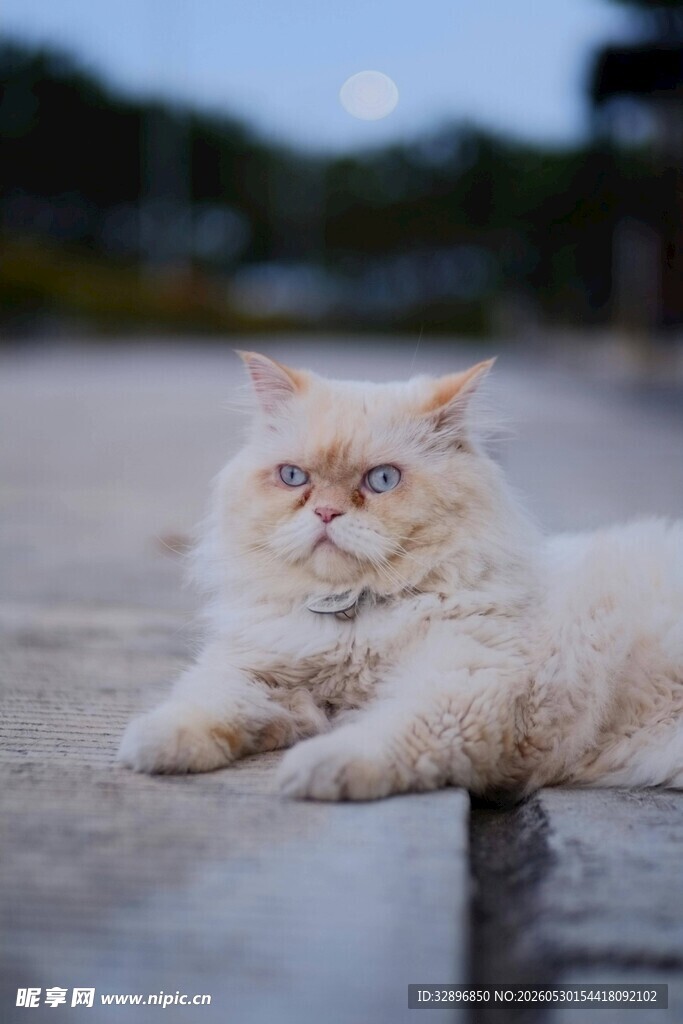 慵懒波斯猫惬意趴卧