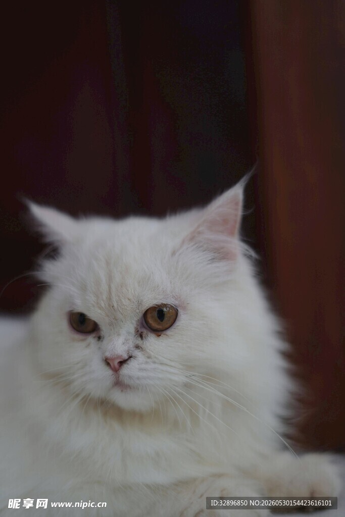 可爱白毛猫咪慵懒姿态