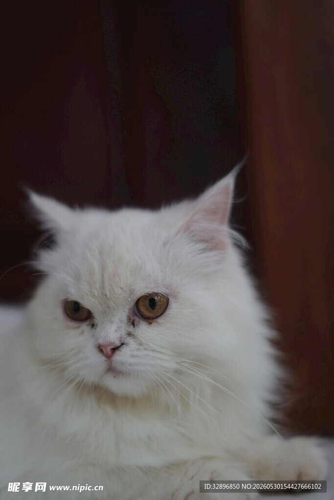 白色长毛猫安静趴卧
