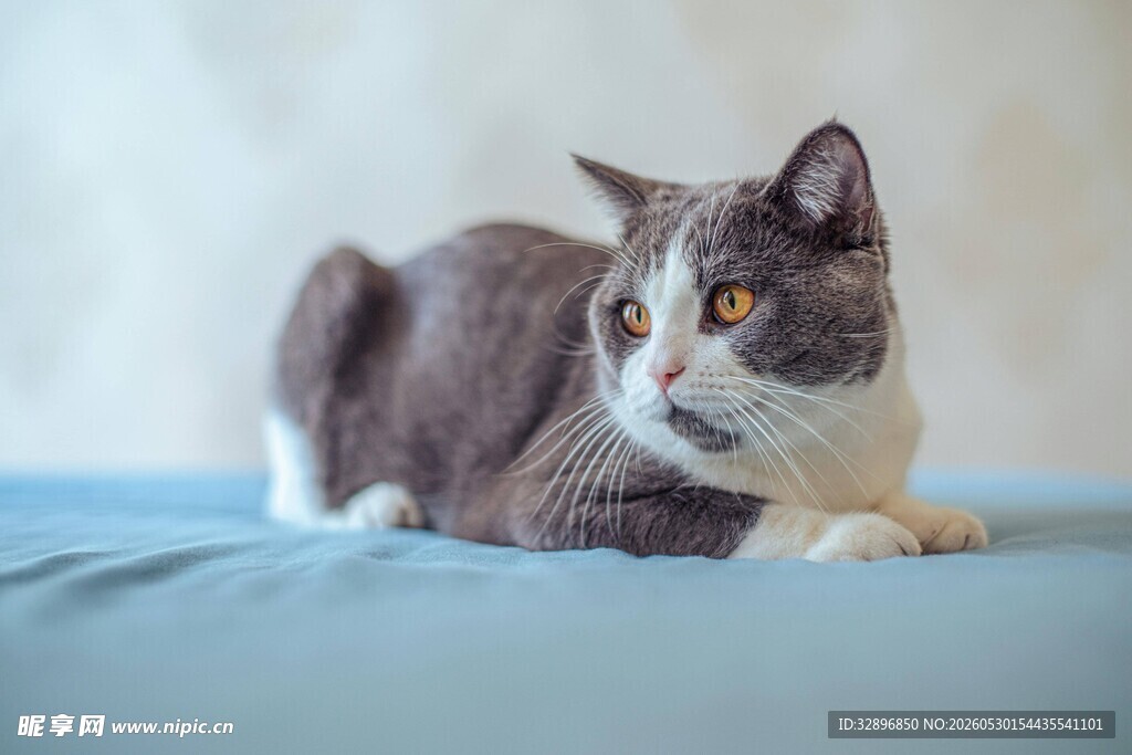 侧卧蓝垫上的可爱猫咪