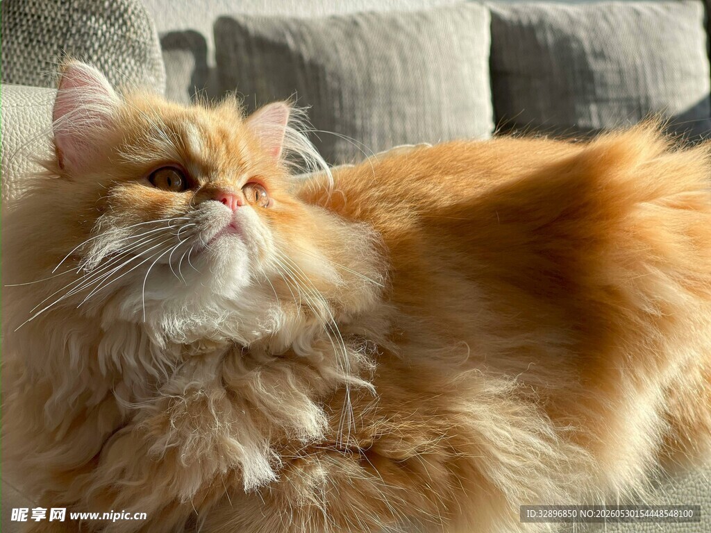 橘色长毛猫仰头神态可爱