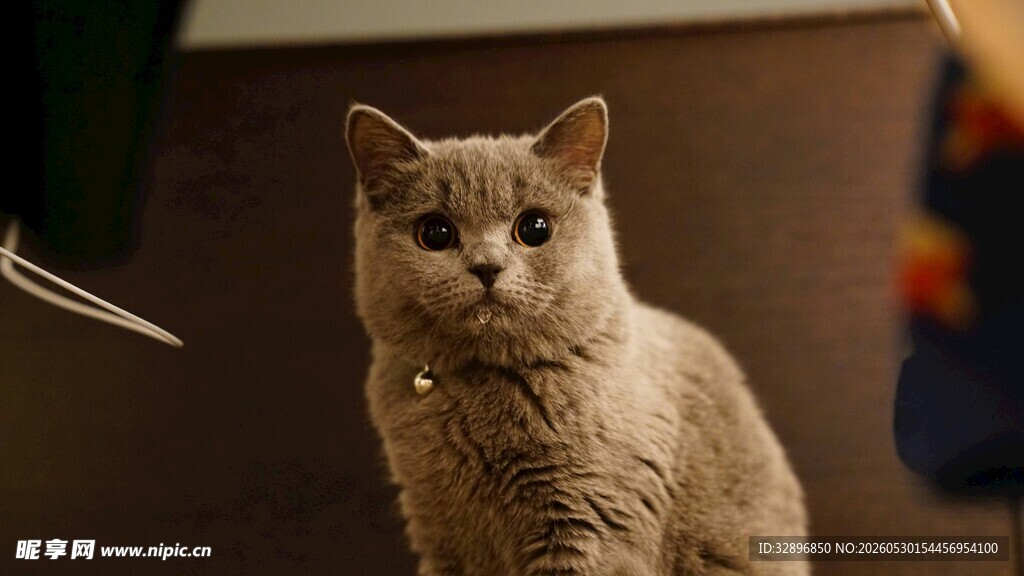可爱猫咪静坐