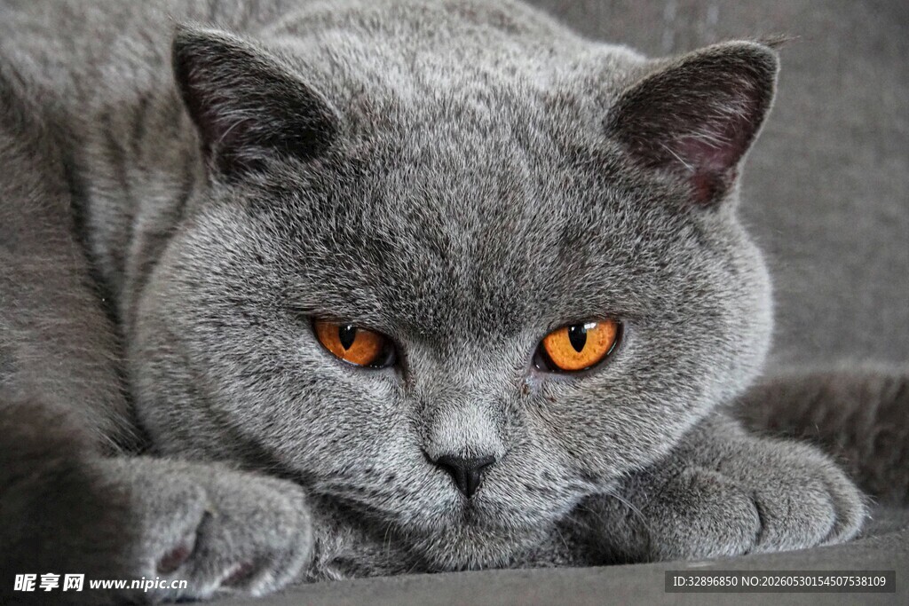 灰蓝猫趴卧目光炯炯