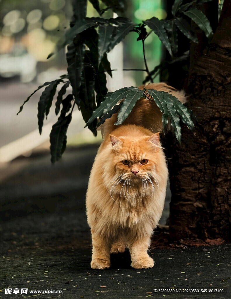 橘色猫咪漫步绿植下