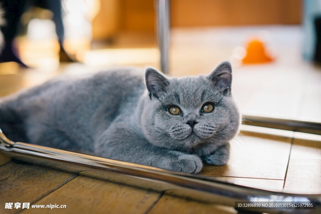慵懒灰猫惬意趴地板