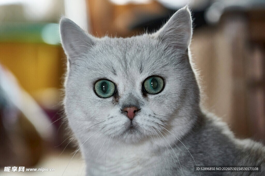 银渐层猫咪的可爱瞬间