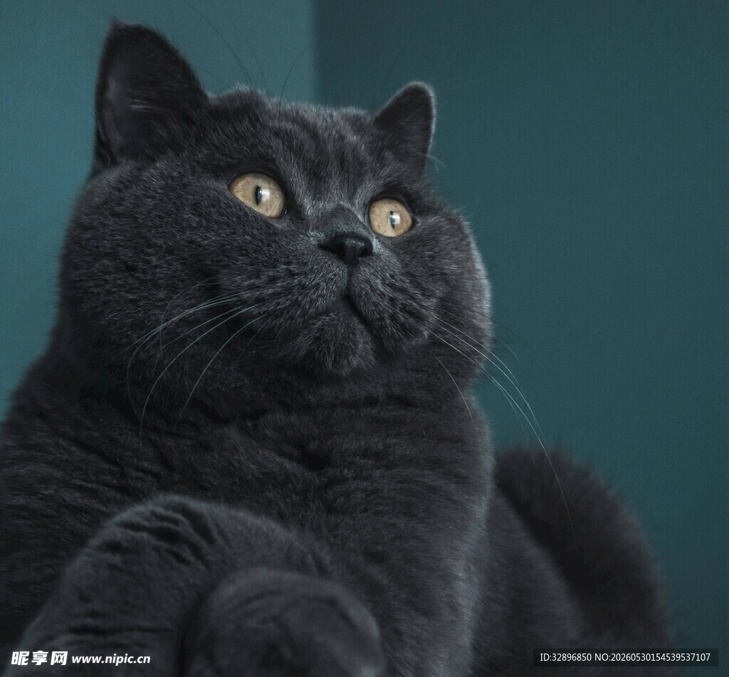可爱蓝猫抬头凝视