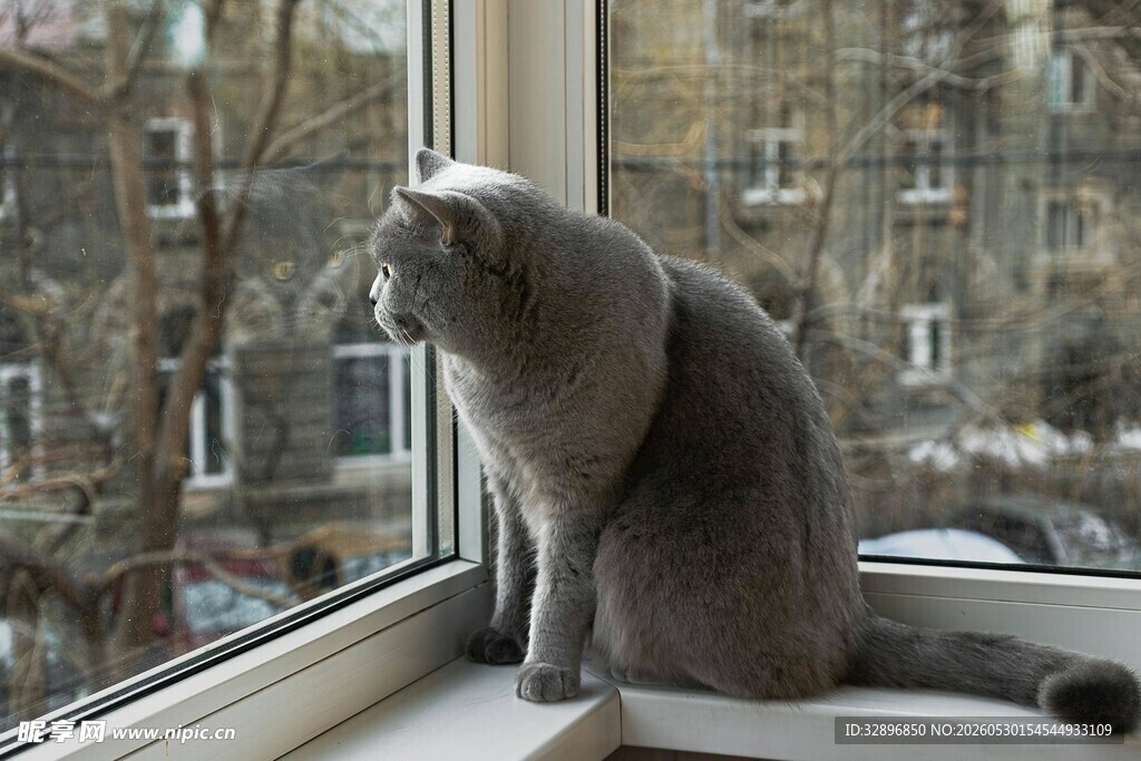 窗边凝视的灰猫