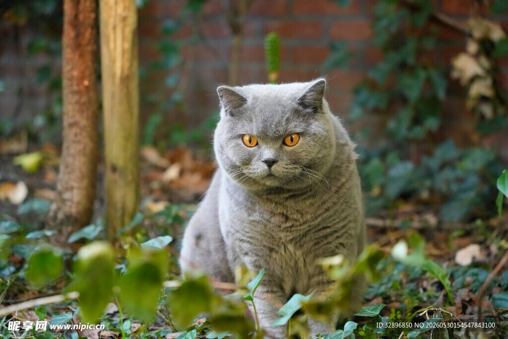 林间的灰色猫咪