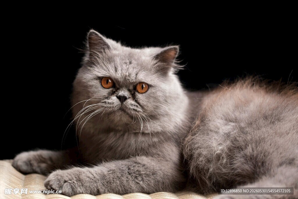 灰色萌猫趴卧