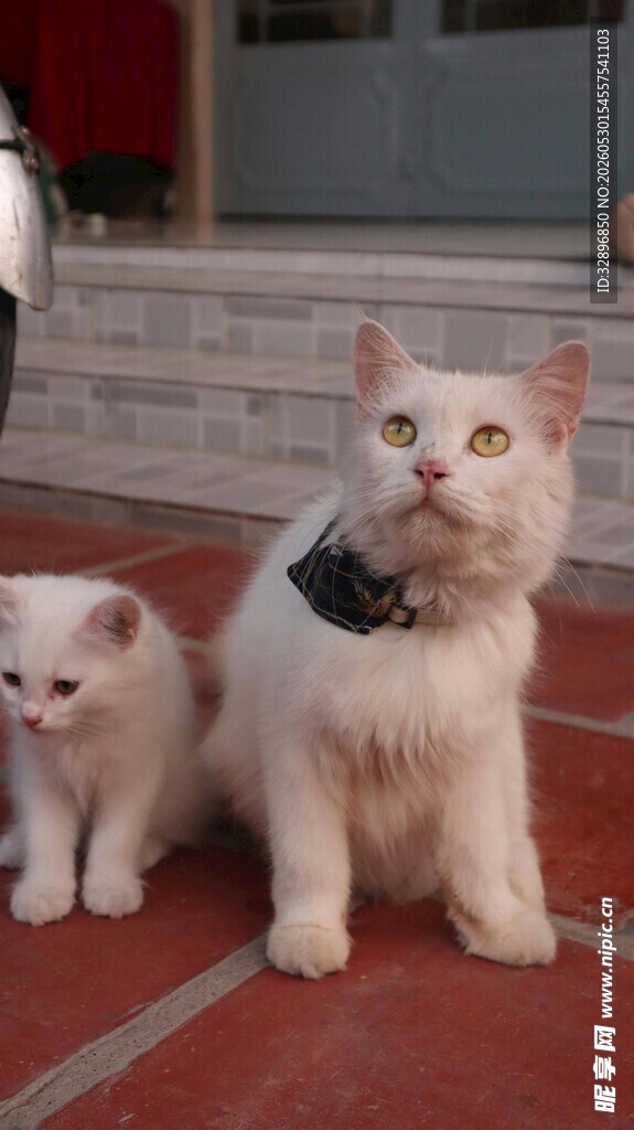 两只猫咪相伴的温馨瞬间