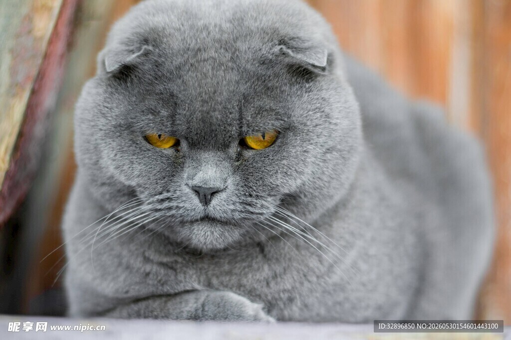 灰色萌猫凝视镜头