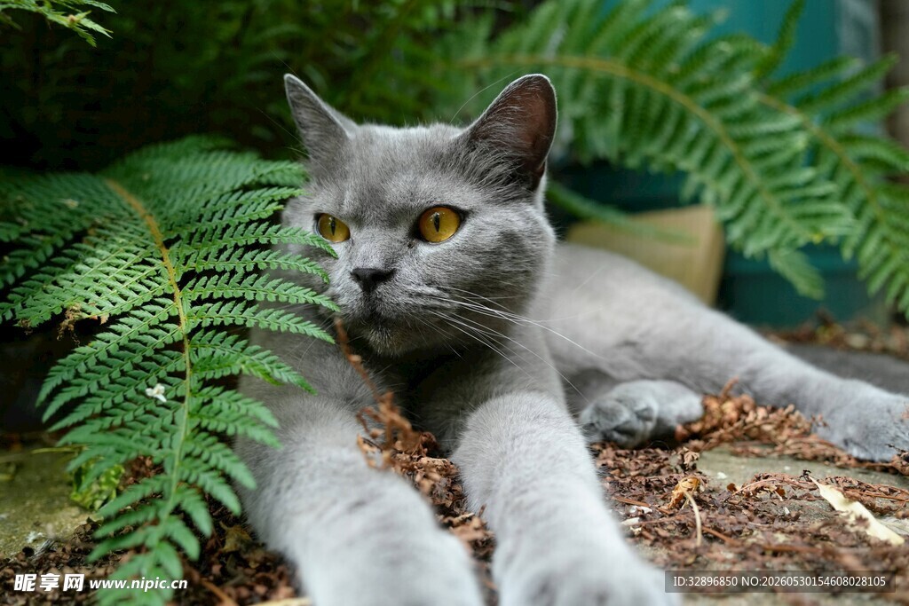 灰猫卧于蕨类植物间