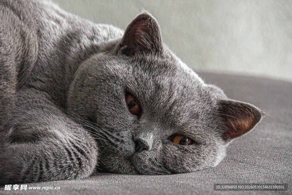 慵懒的灰猫惬意趴卧