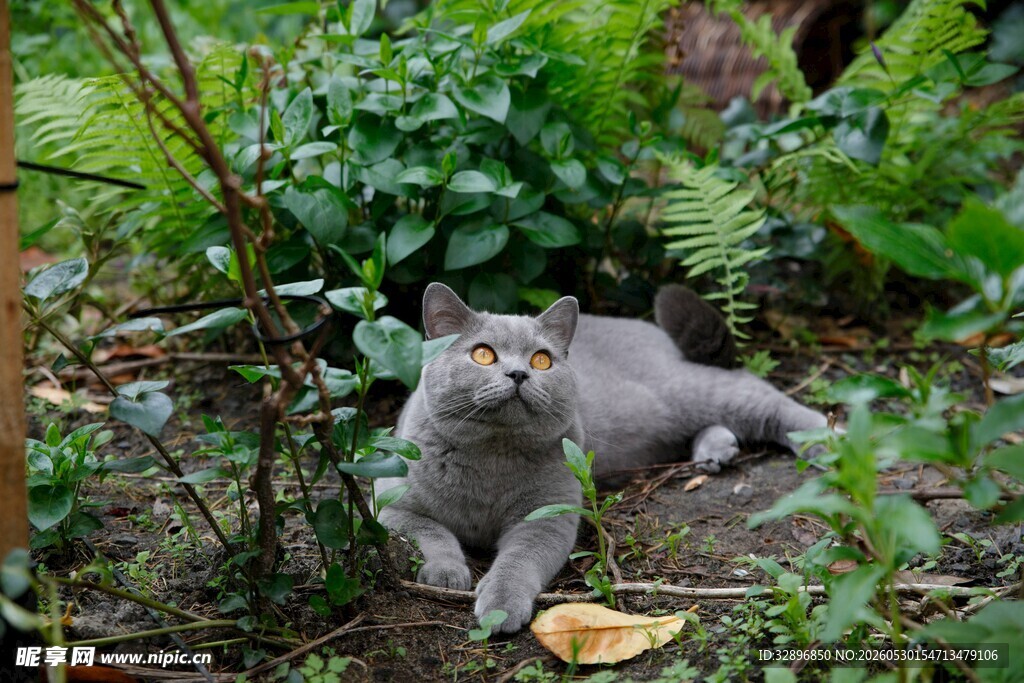 灰猫于绿植间惬意休憩