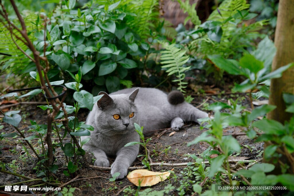 花园中嬉戏的灰色猫咪