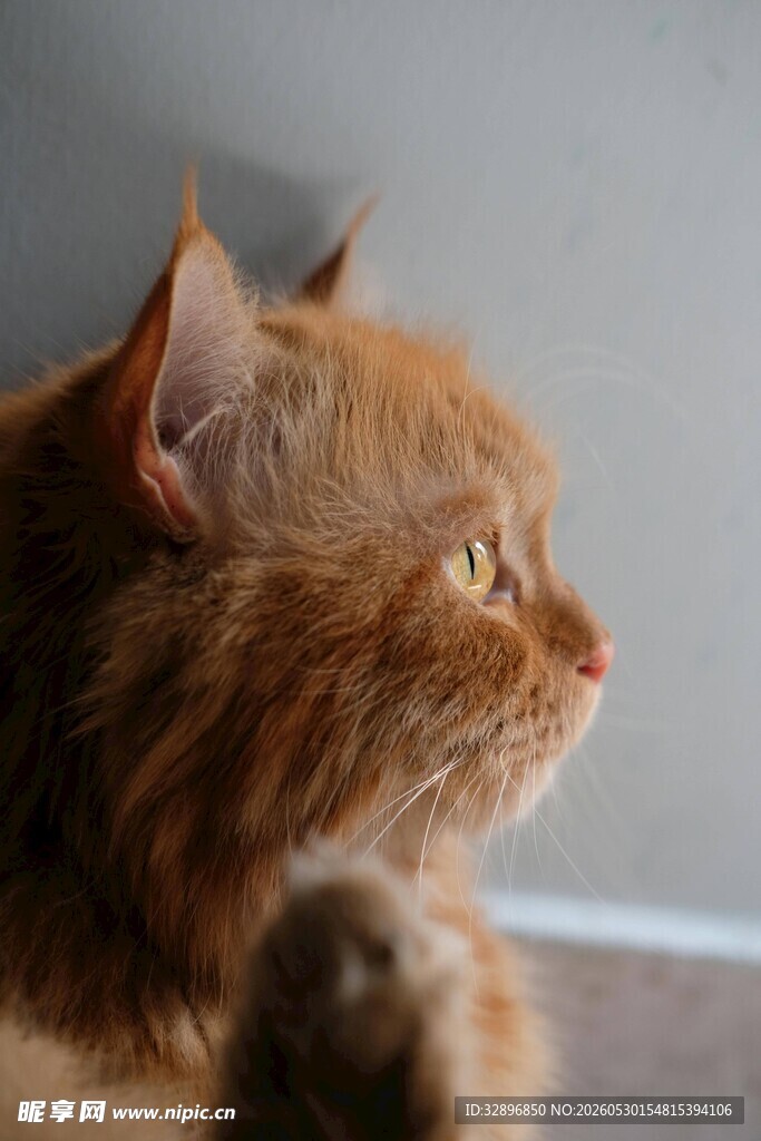 橘猫侧颜尽显萌态