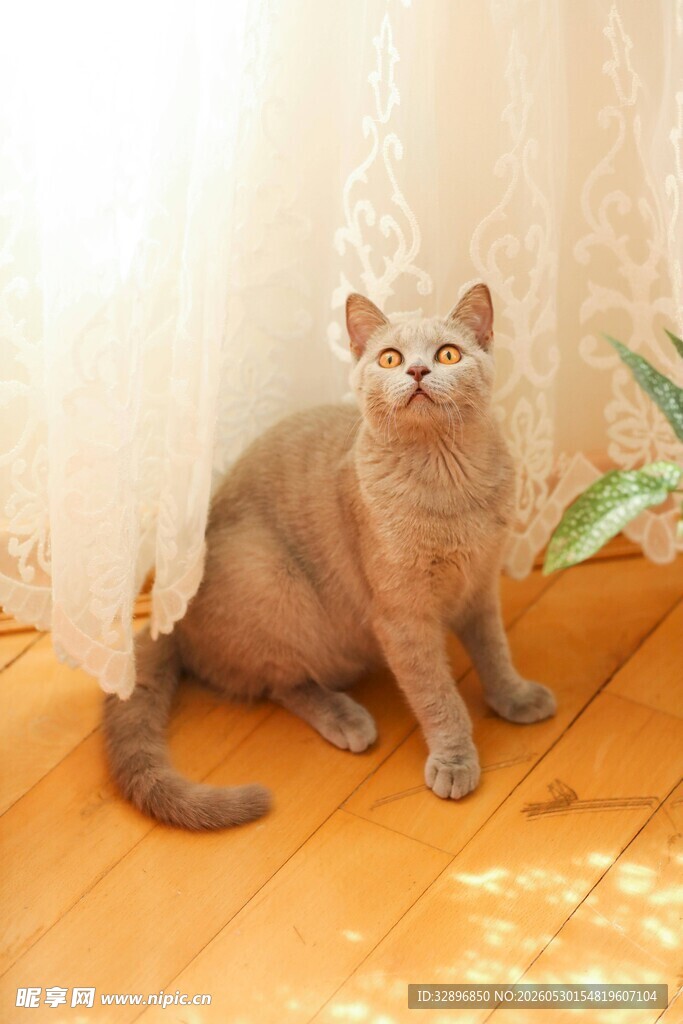 窗边的优雅暹罗猫