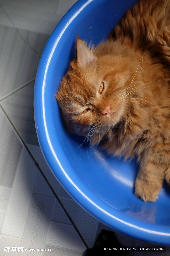 蓝盆中酣睡的长毛猫咪