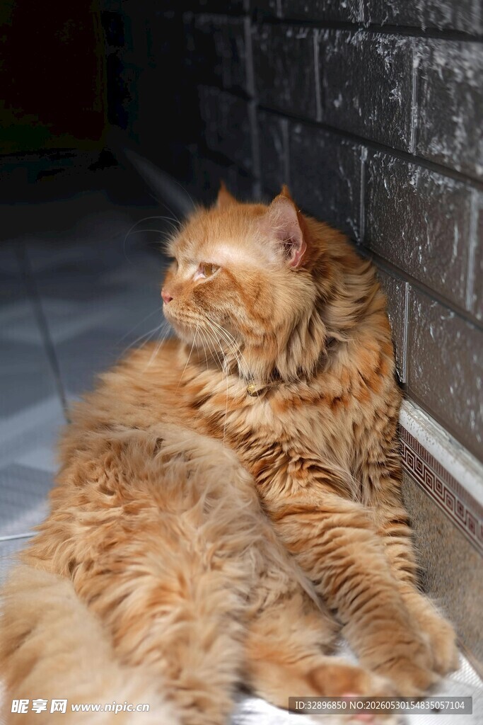 阳光下的长毛橘猫