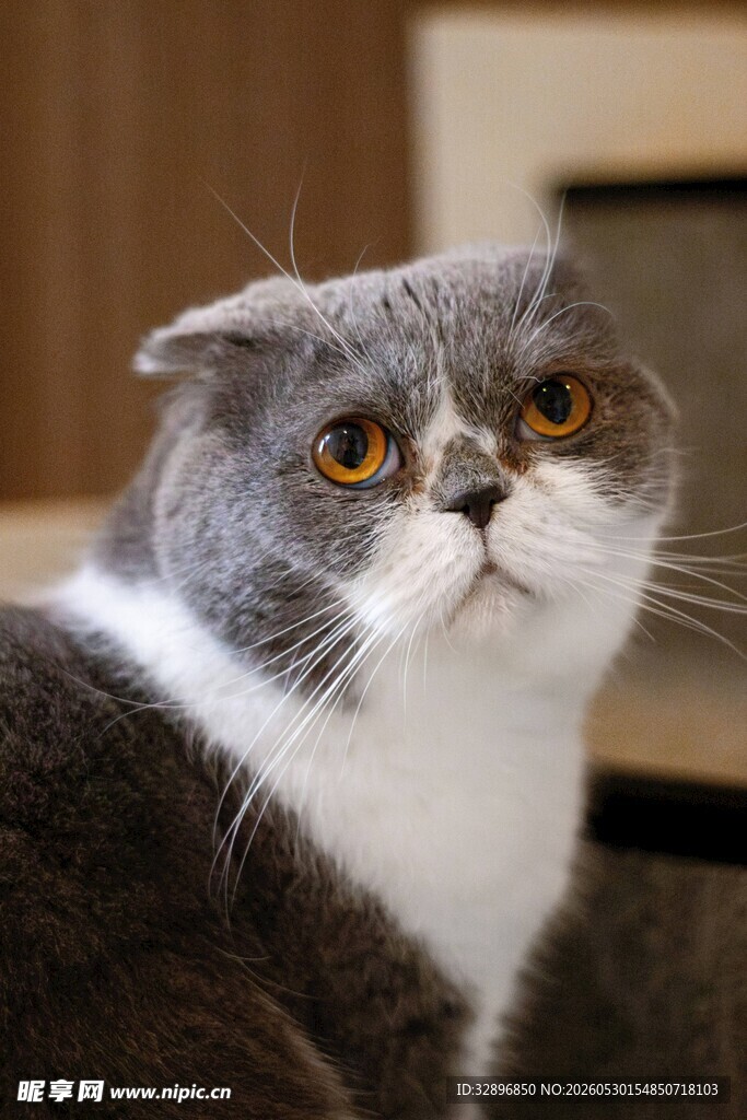 可爱折耳猫凝望瞬间