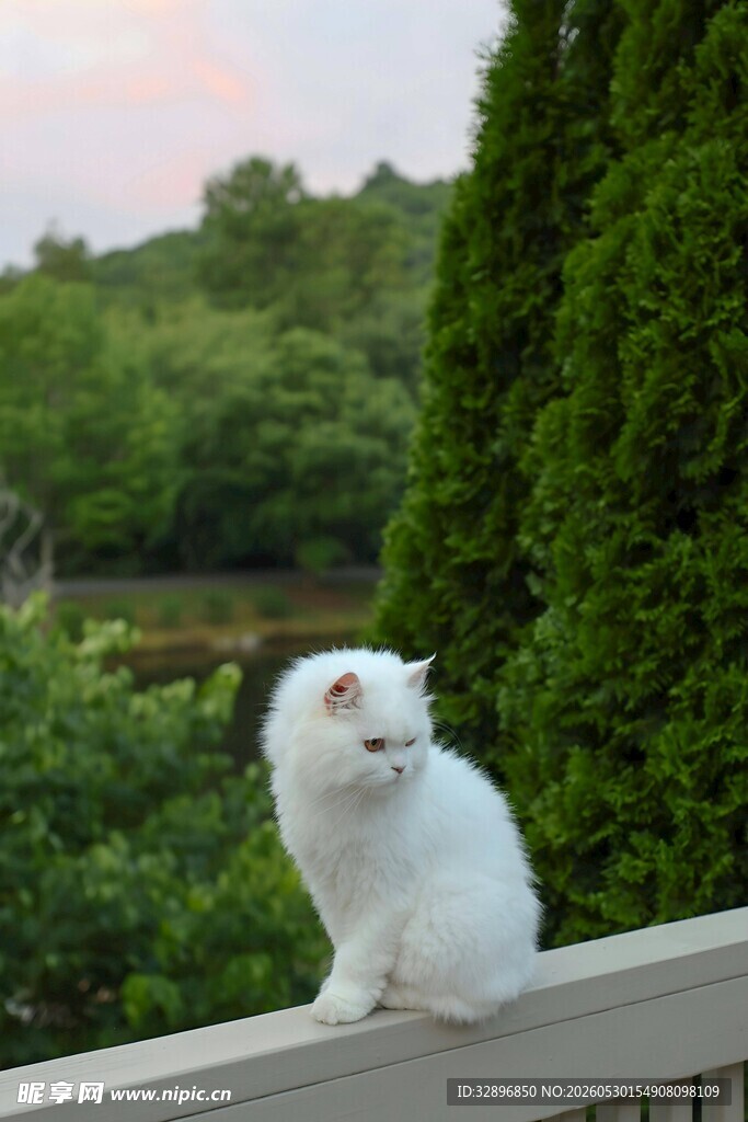 阳台上的白色猫咪