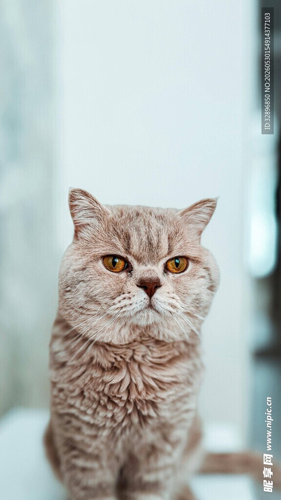 可爱短毛猫正面特写