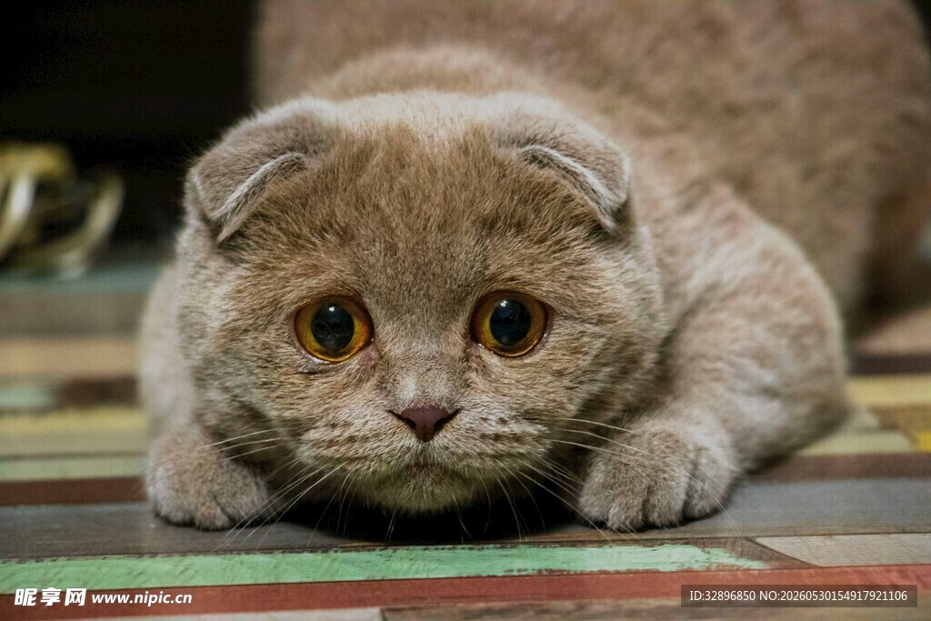 可爱折耳猫趴在多彩地板上