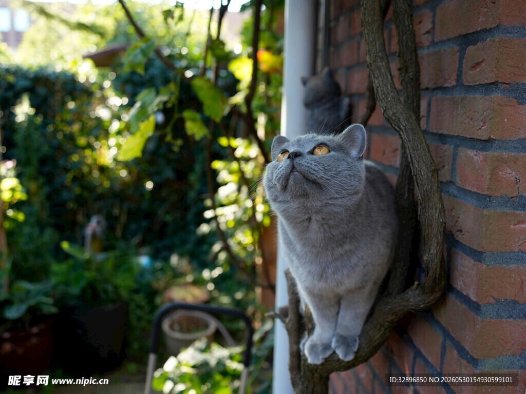 窗边猫咪惬意望向外景