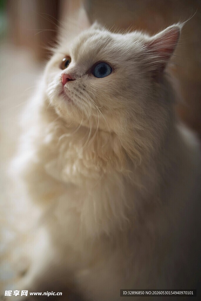 可爱长毛猫抬头凝望