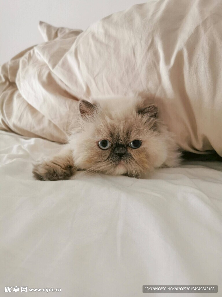 慵懒猫咪趴卧床榻