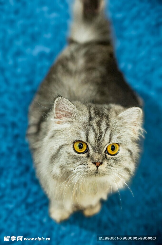 可爱灰色长毛猫仰视视角