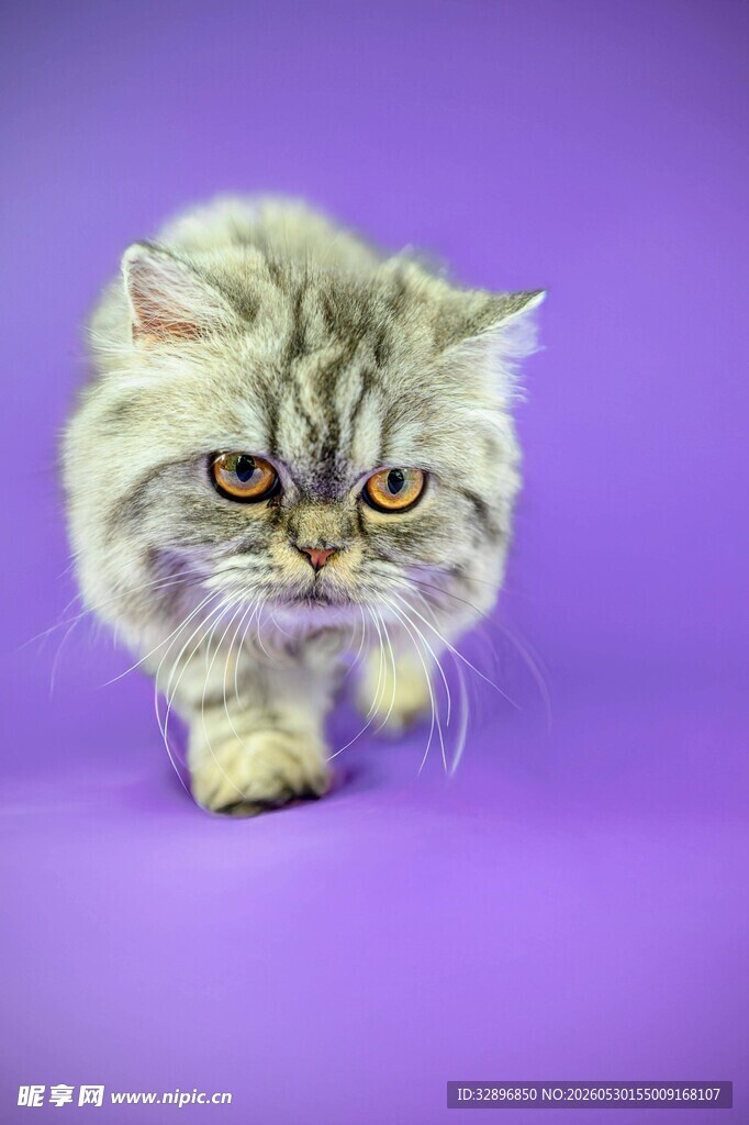 紫色背景下的可爱猫咪