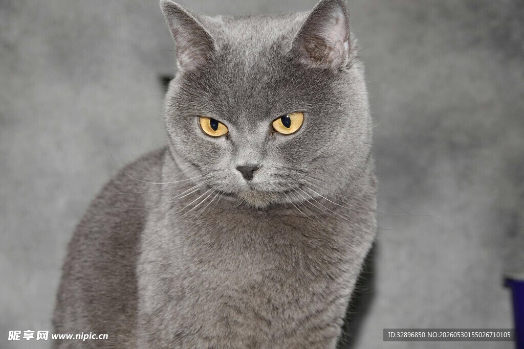 灰蓝猫咪特写