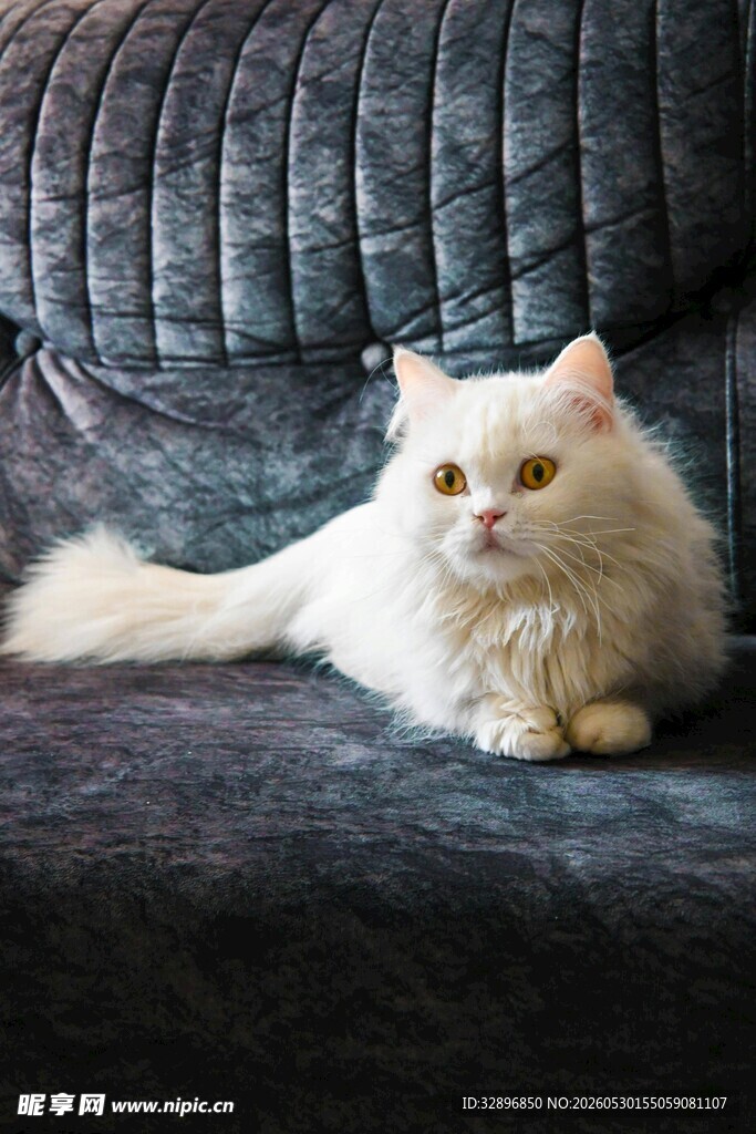 沙发上的可爱白毛猫咪