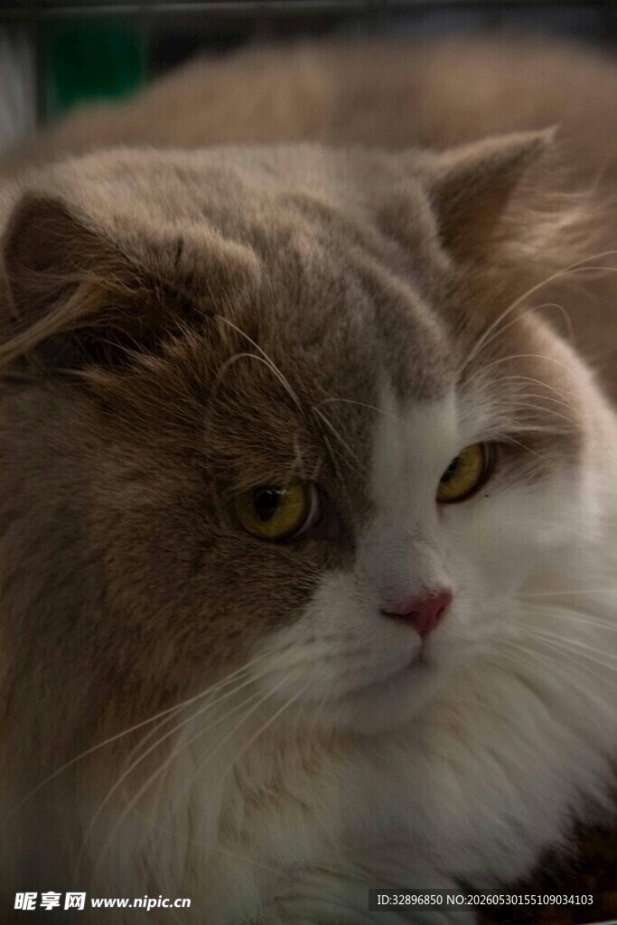 慵懒猫咪特写