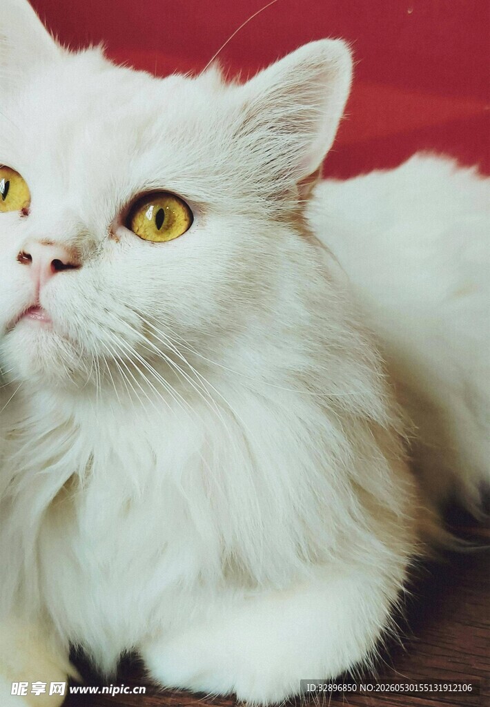 白毛萌猫侧卧凝视