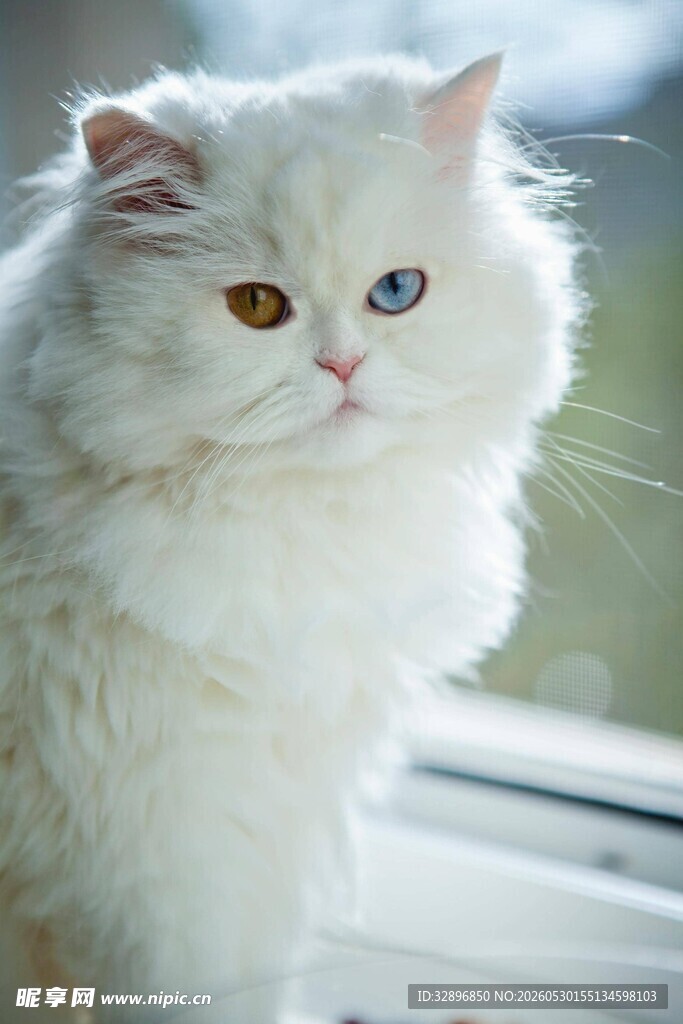 窗边的异瞳白毛猫咪