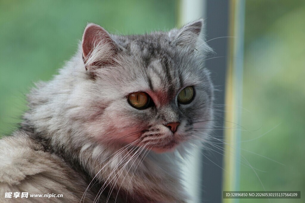 灰毛猫咪侧颜特写