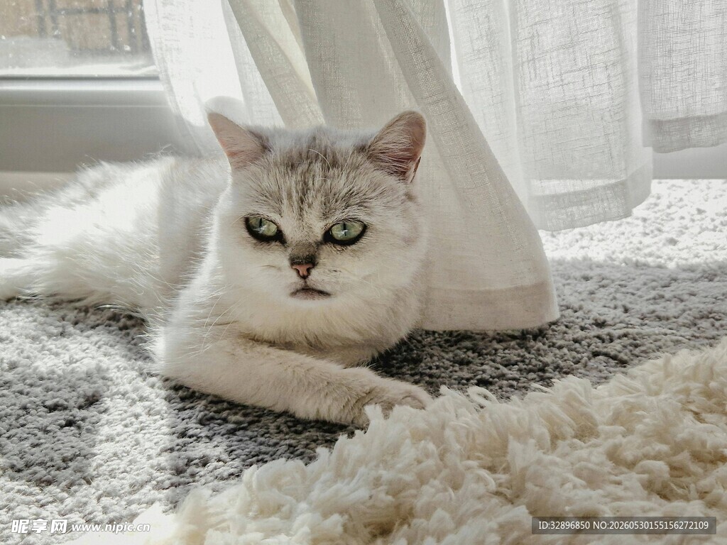 慵懒猫咪惬意躺地毯