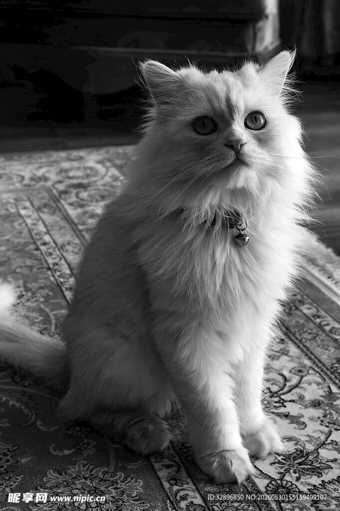 可爱长毛猫端坐地毯上