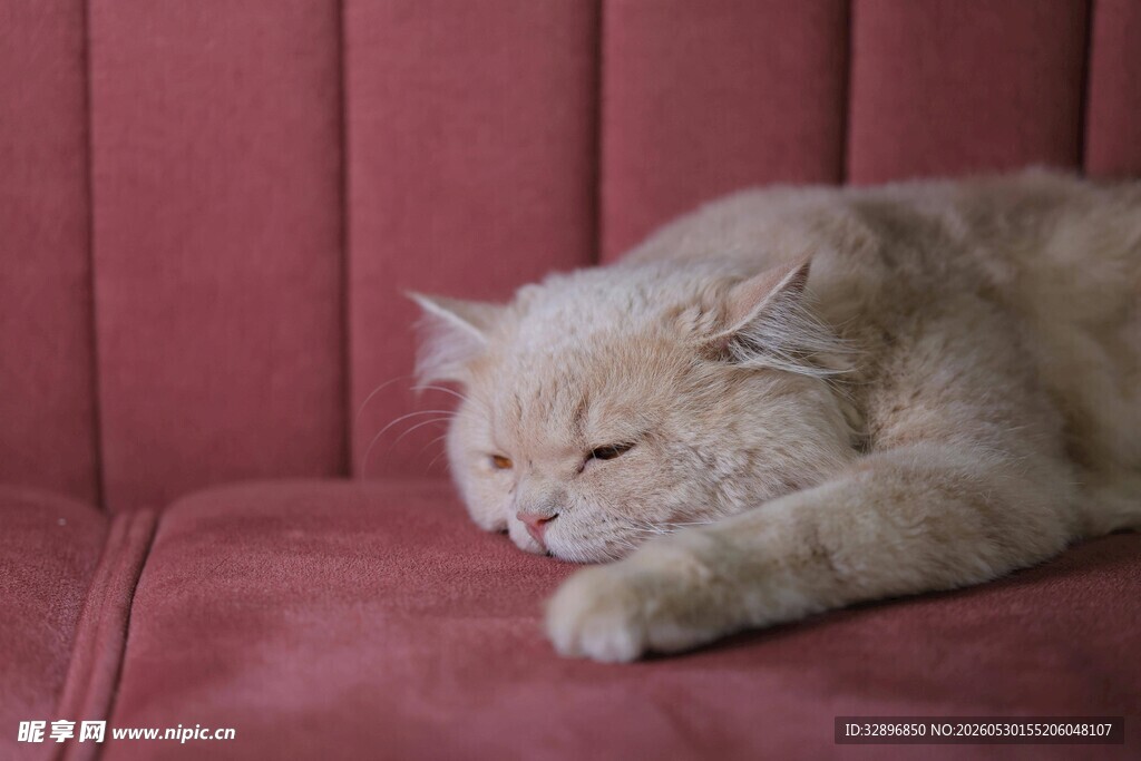沙发上小憩的可爱猫咪