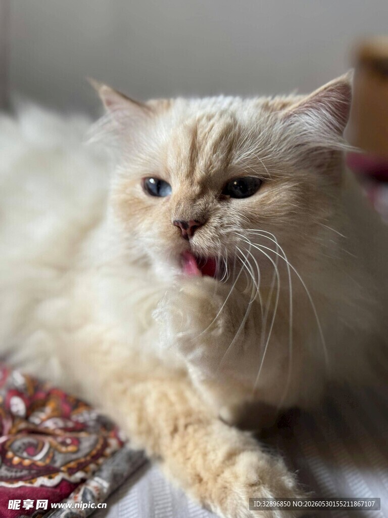 张嘴的长毛猫咪